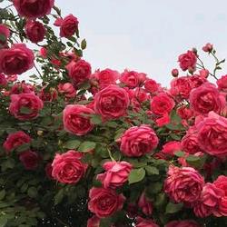 落花有意、流水无情