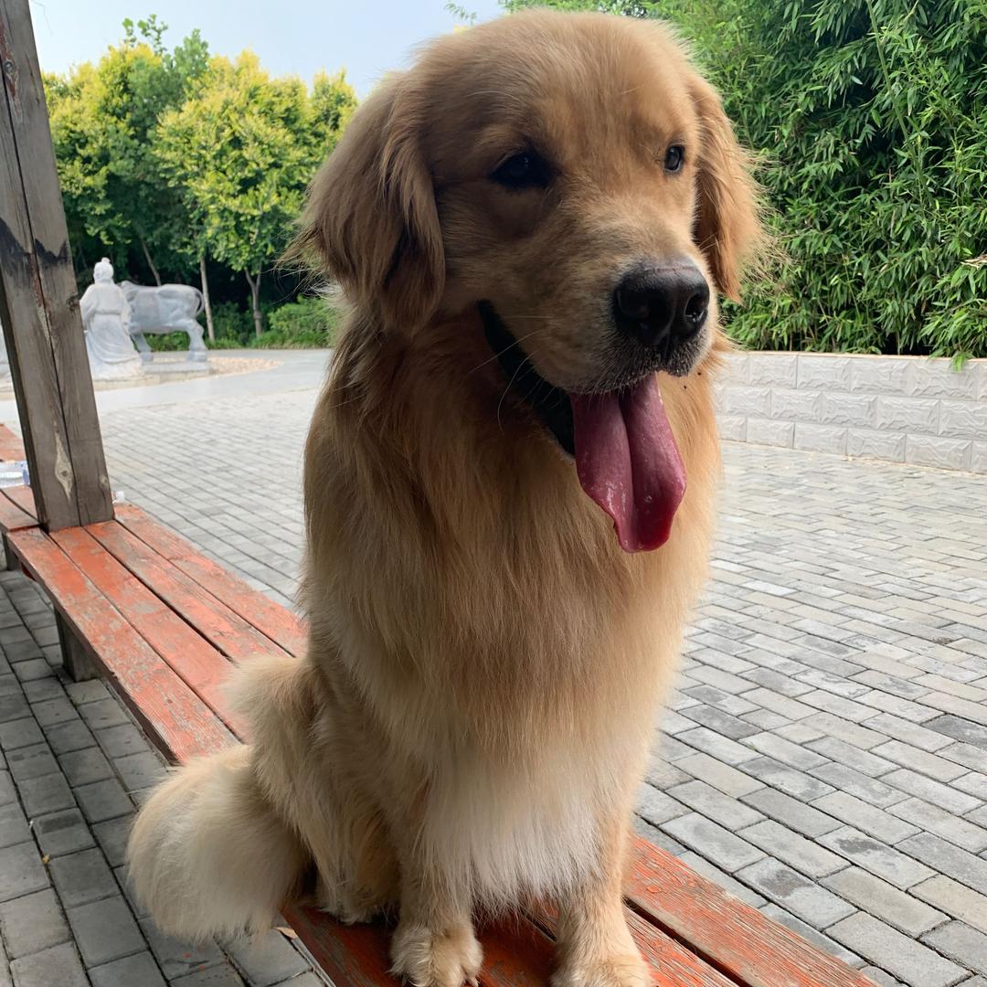训犬师球球爸