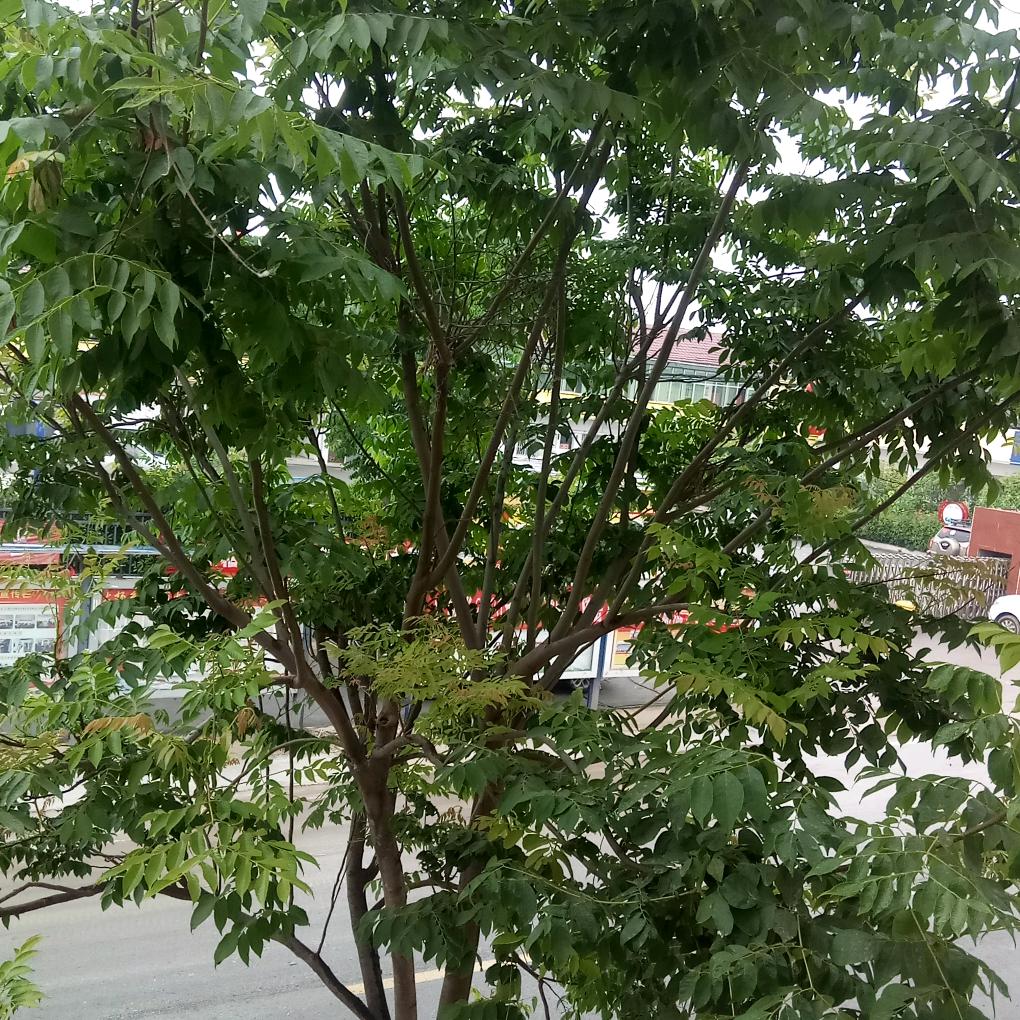 绿水青山家乡美