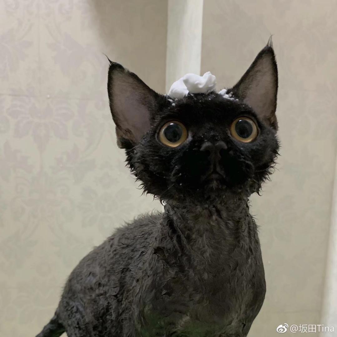 一个犬