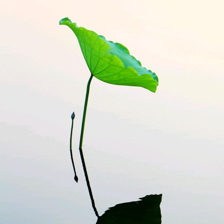 黄山林中鸟