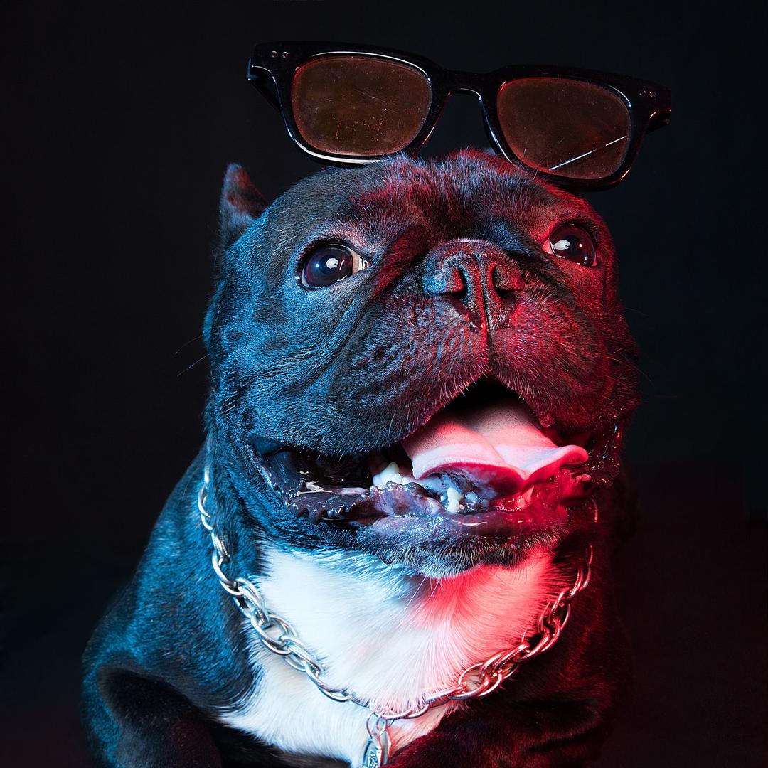 🐽奥利真“美丽”🐽