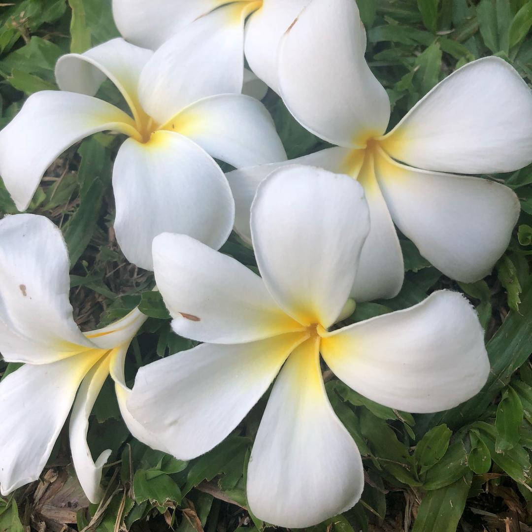 花语