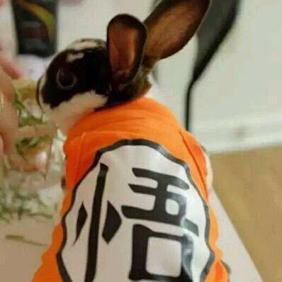 超级赛亚兔