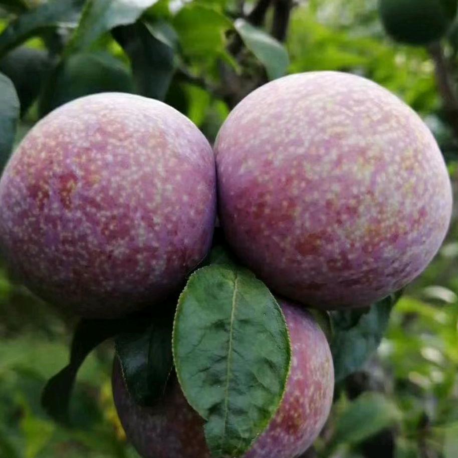 钱排镇客家杰哥农产品店