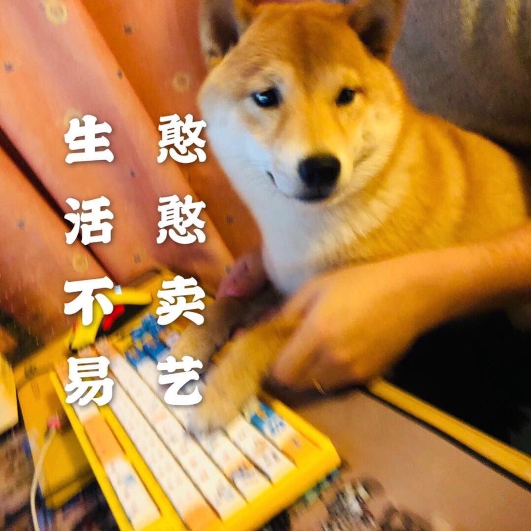 柴犬憨憨