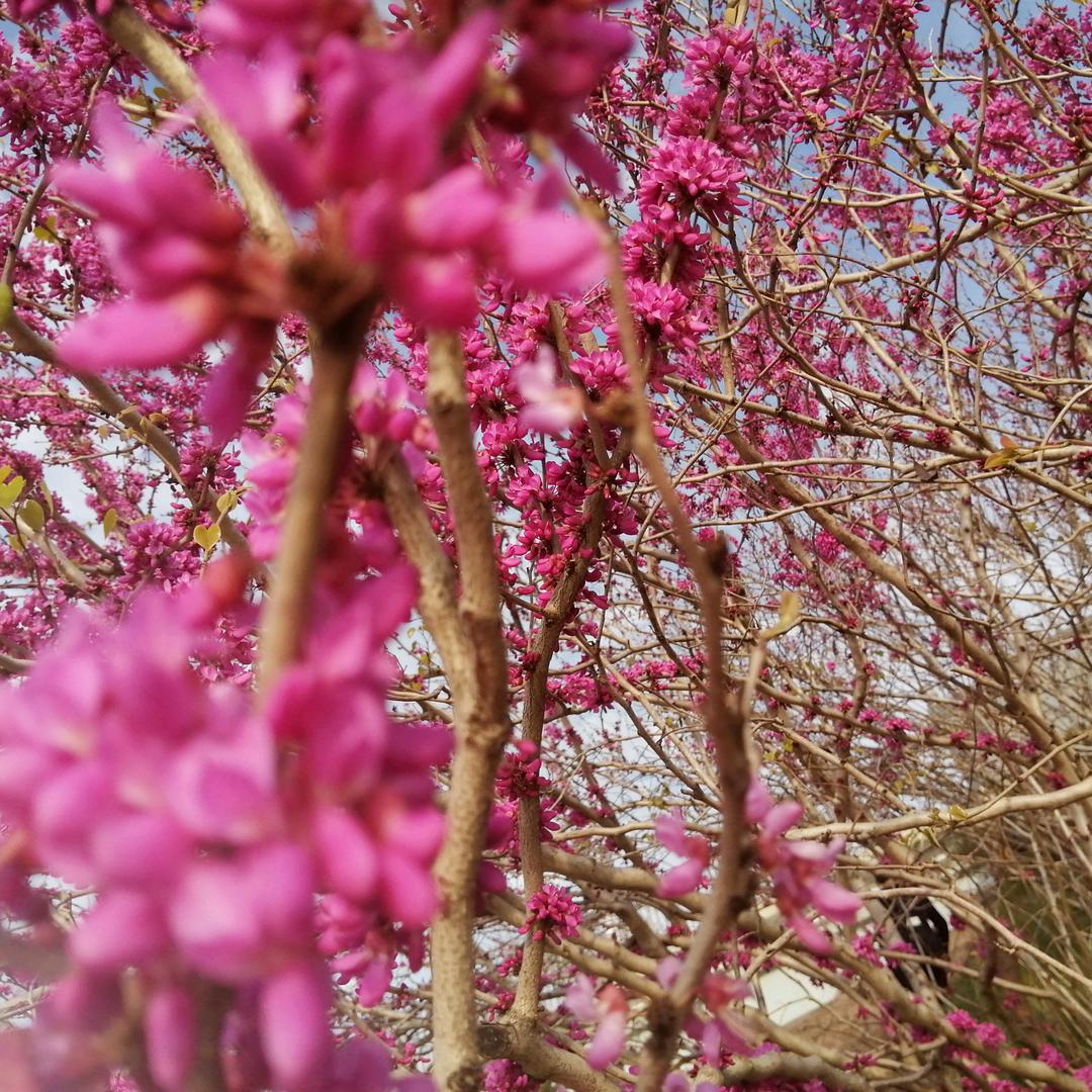 许鲜花