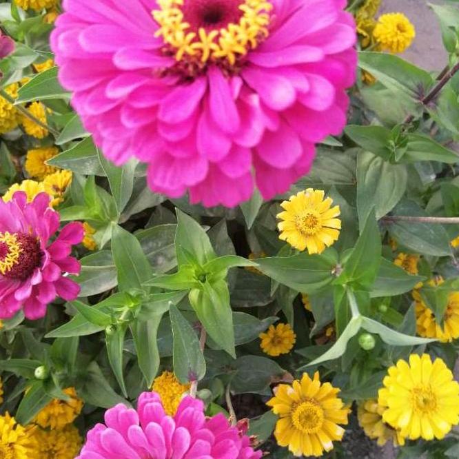 用户6699693576686流星雨