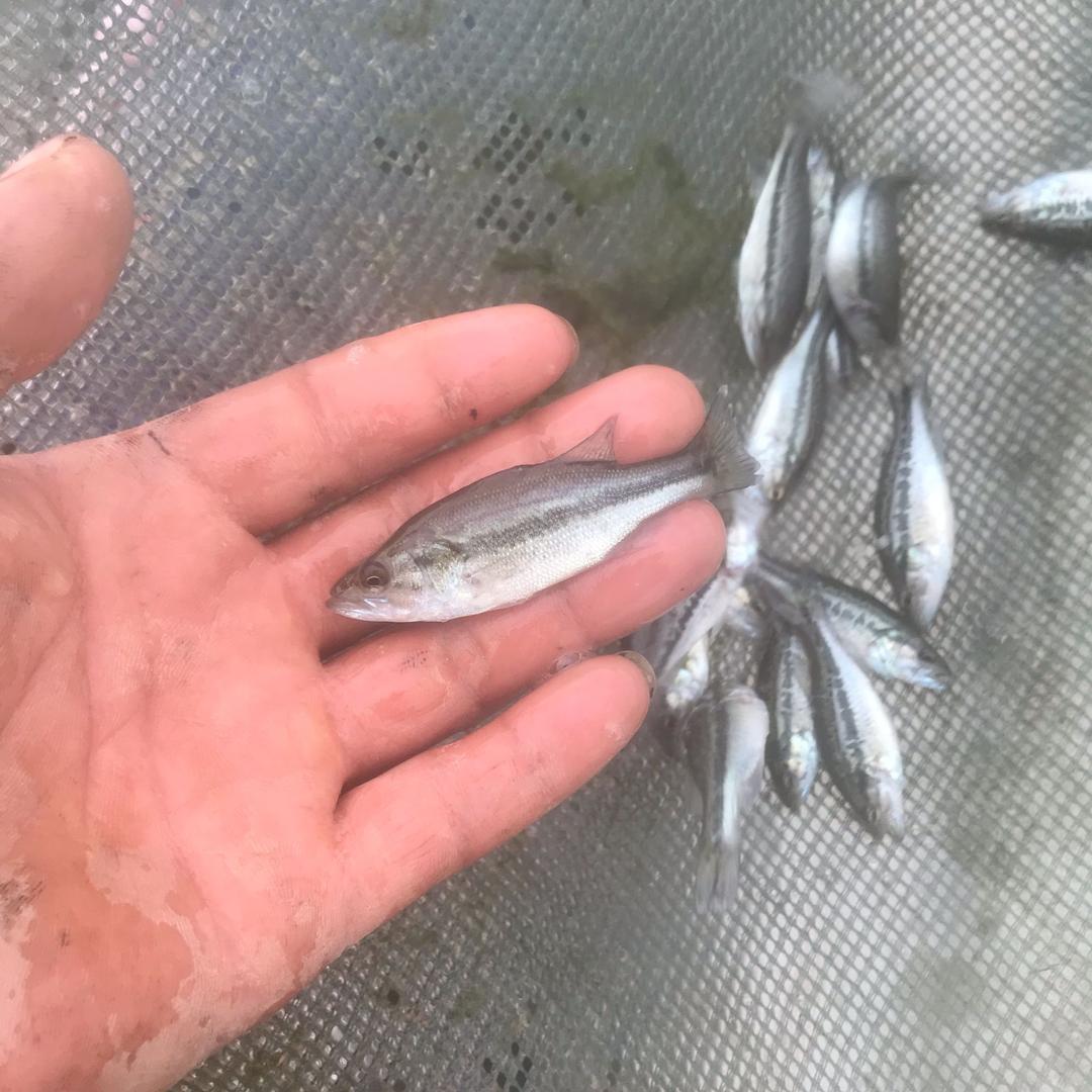 永大渔业《专注鲈鱼鳜鱼黄骨鱼苗》