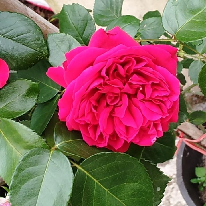 自由的小樱桃🌸