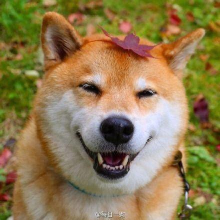 木子居里。