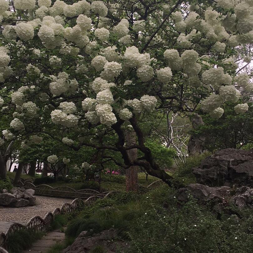夏
