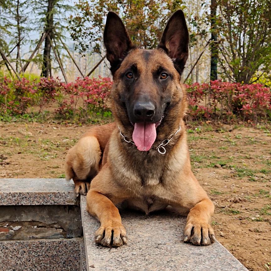 东哥带你学训犬