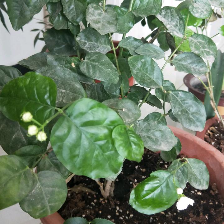 紫茉莉