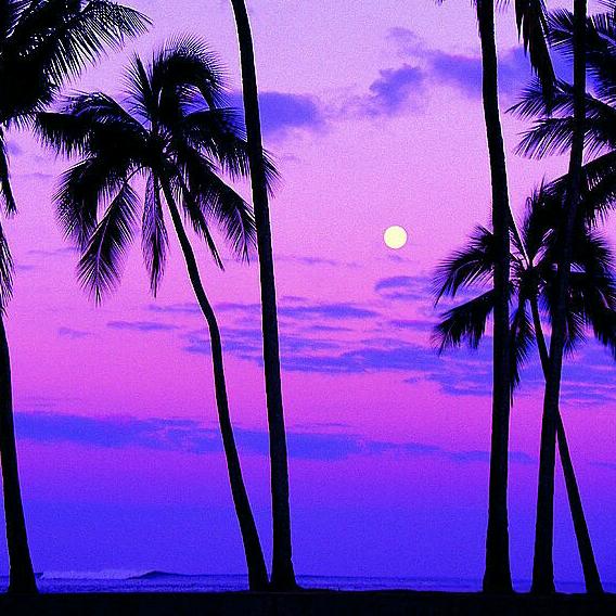 椰子树下🌴数星星✨✨✨✨✨✨