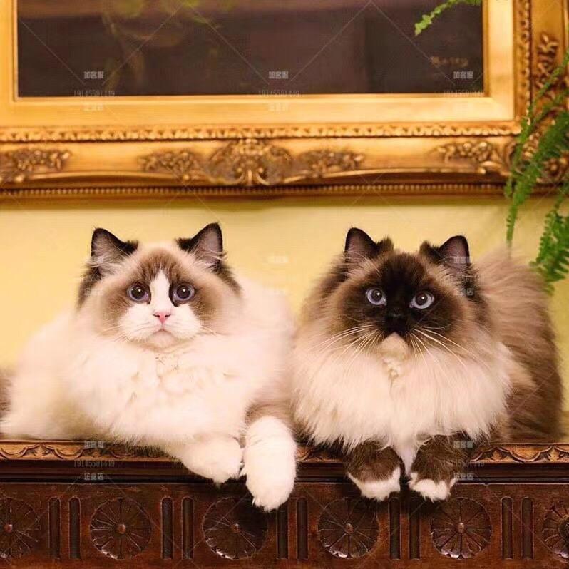 🐱猫叔聊猫🐱