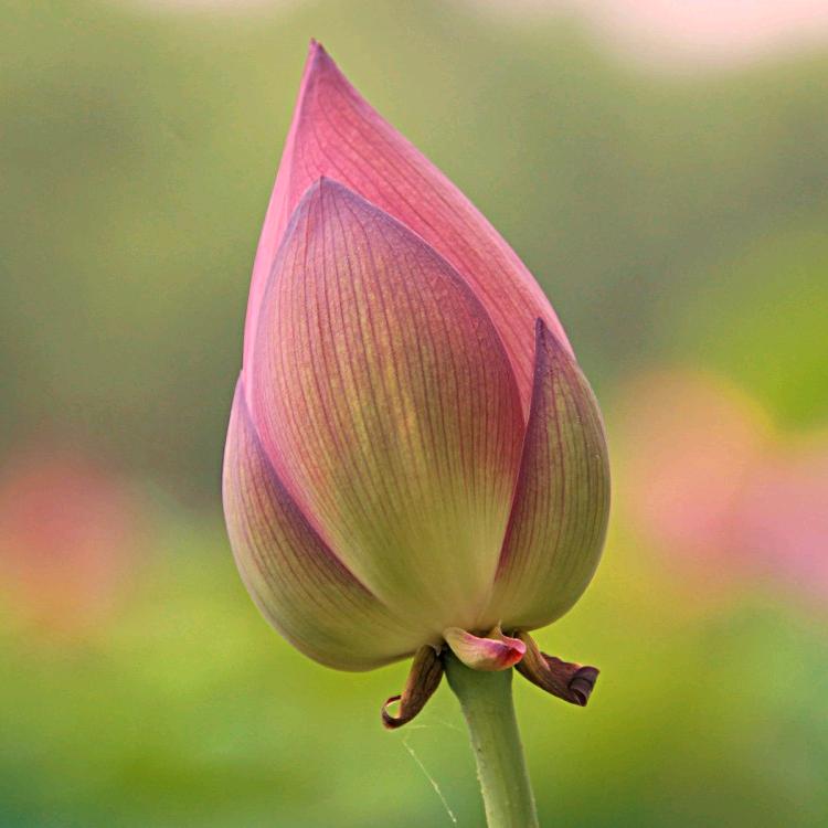 明溪县土地流转服务公司