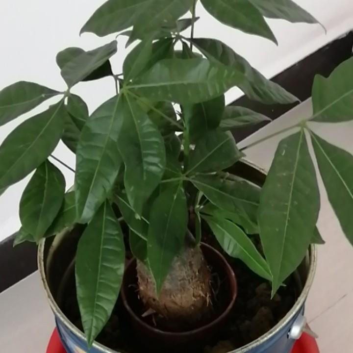 幸福开心