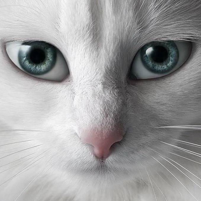 猫眼看历史