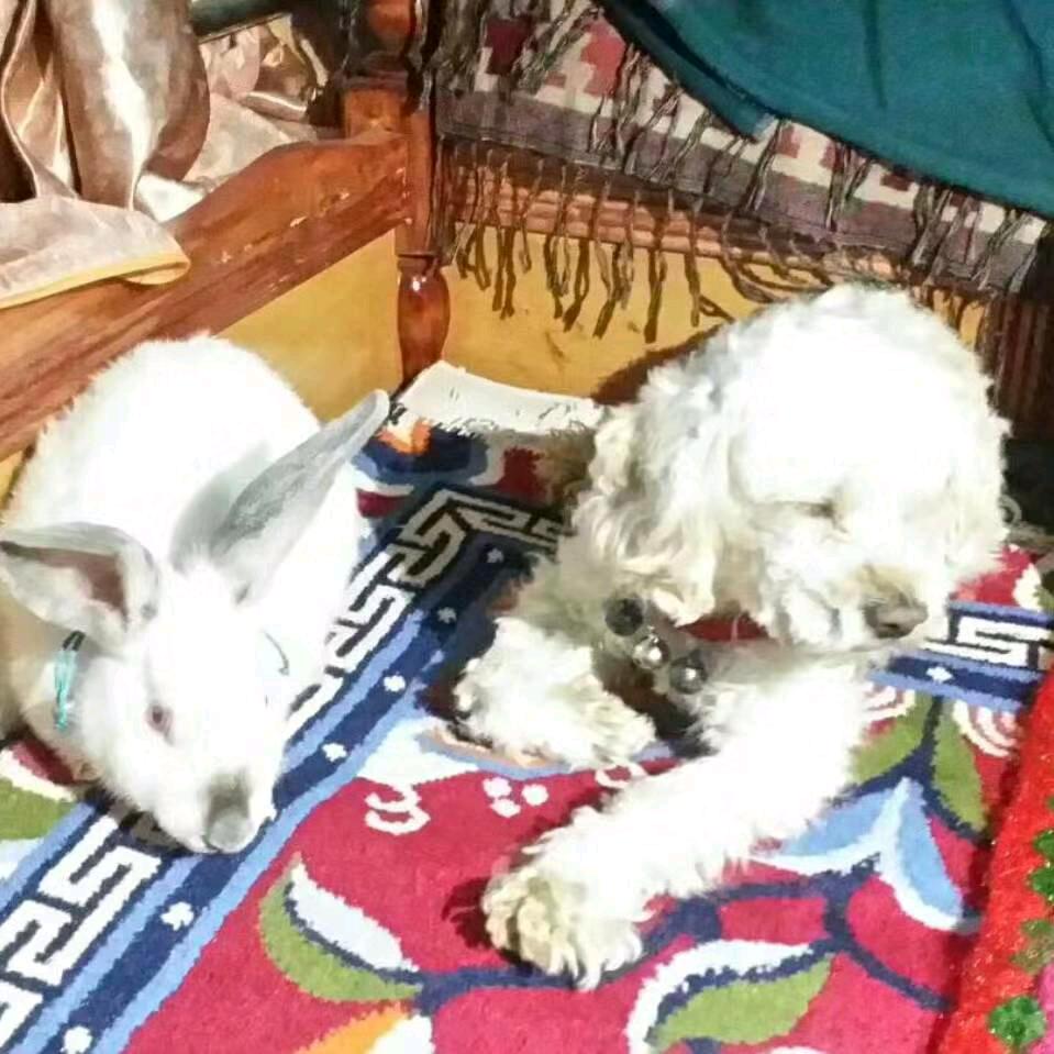 阿巴阿巴！！！你们真开心呀