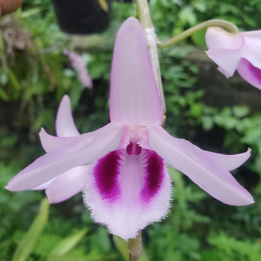 阿妹花卉植物园