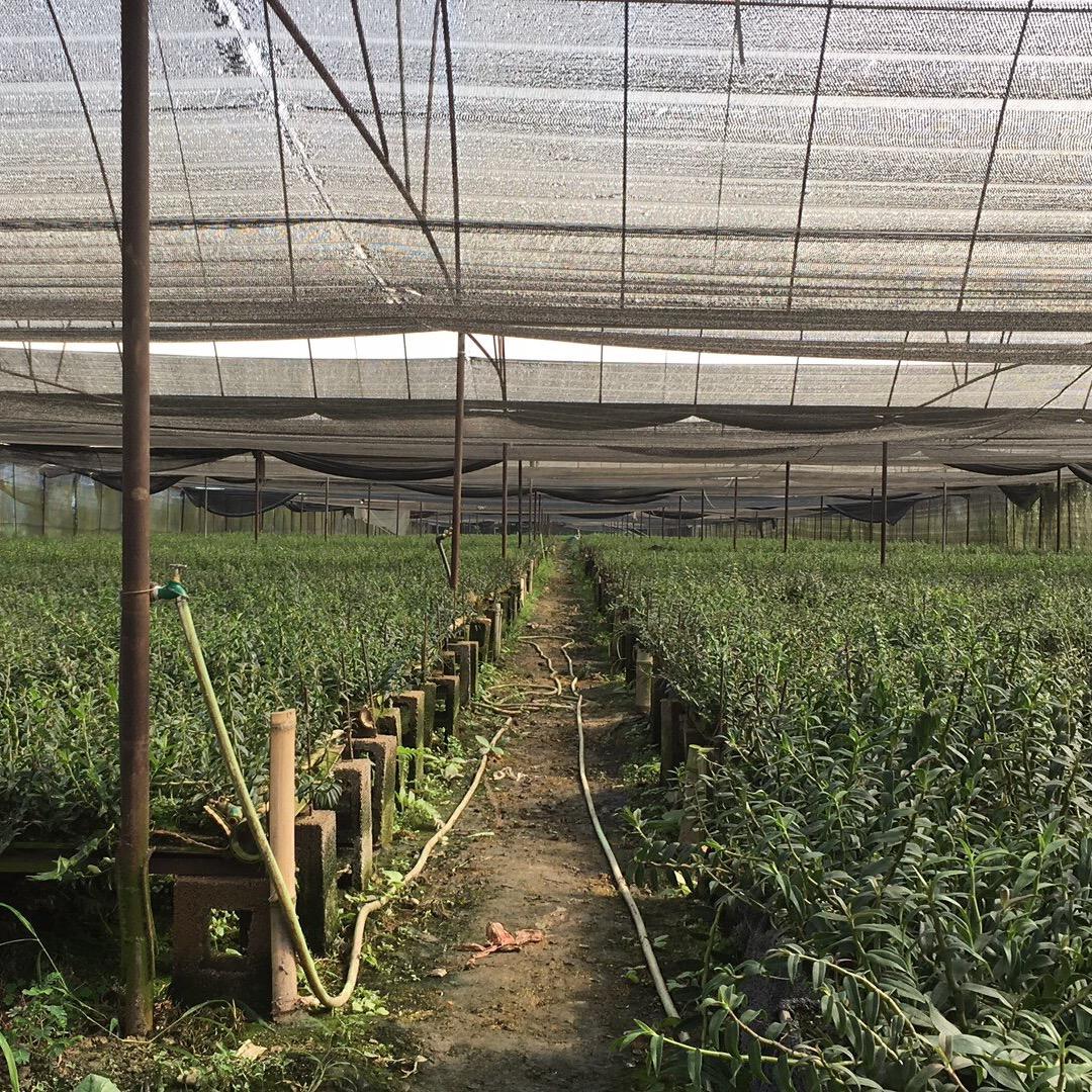 铁皮石斛没有铁！
