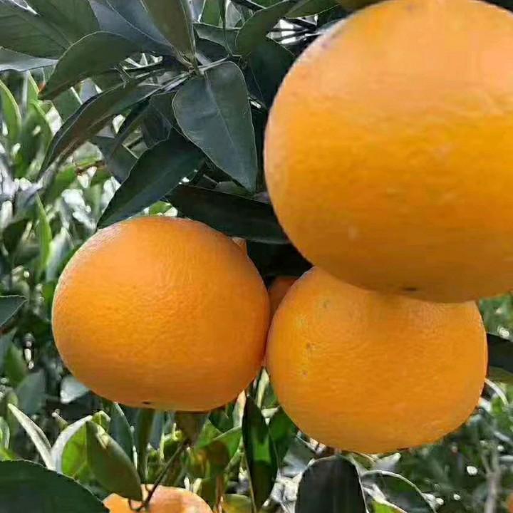 虎哥哥