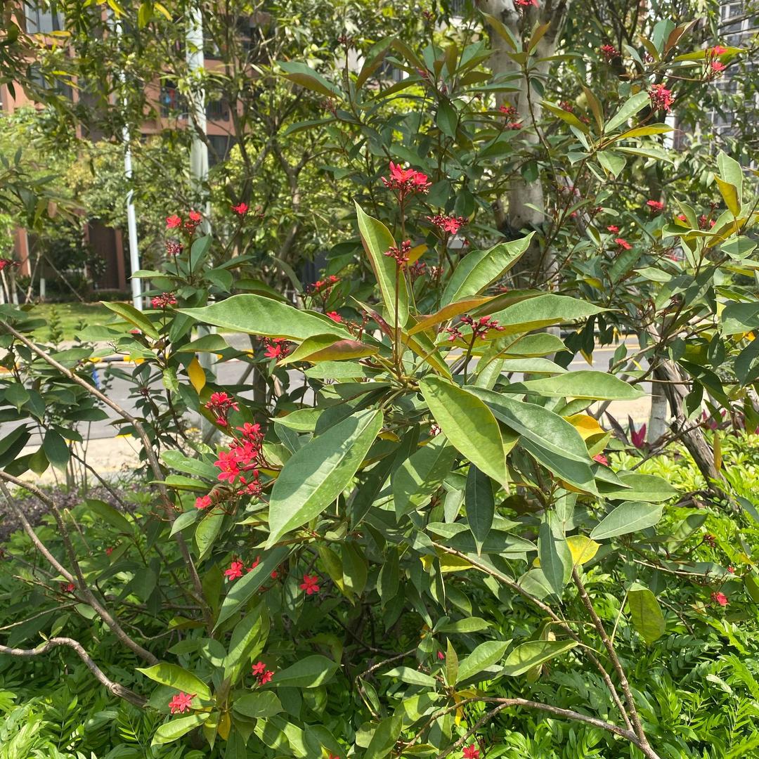 wsy燕(静清秋)