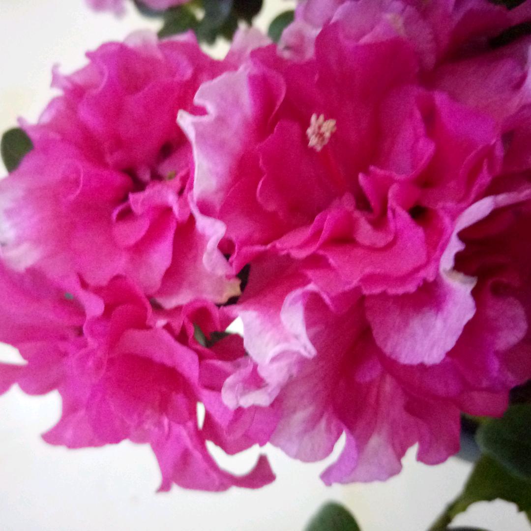 春花秋月