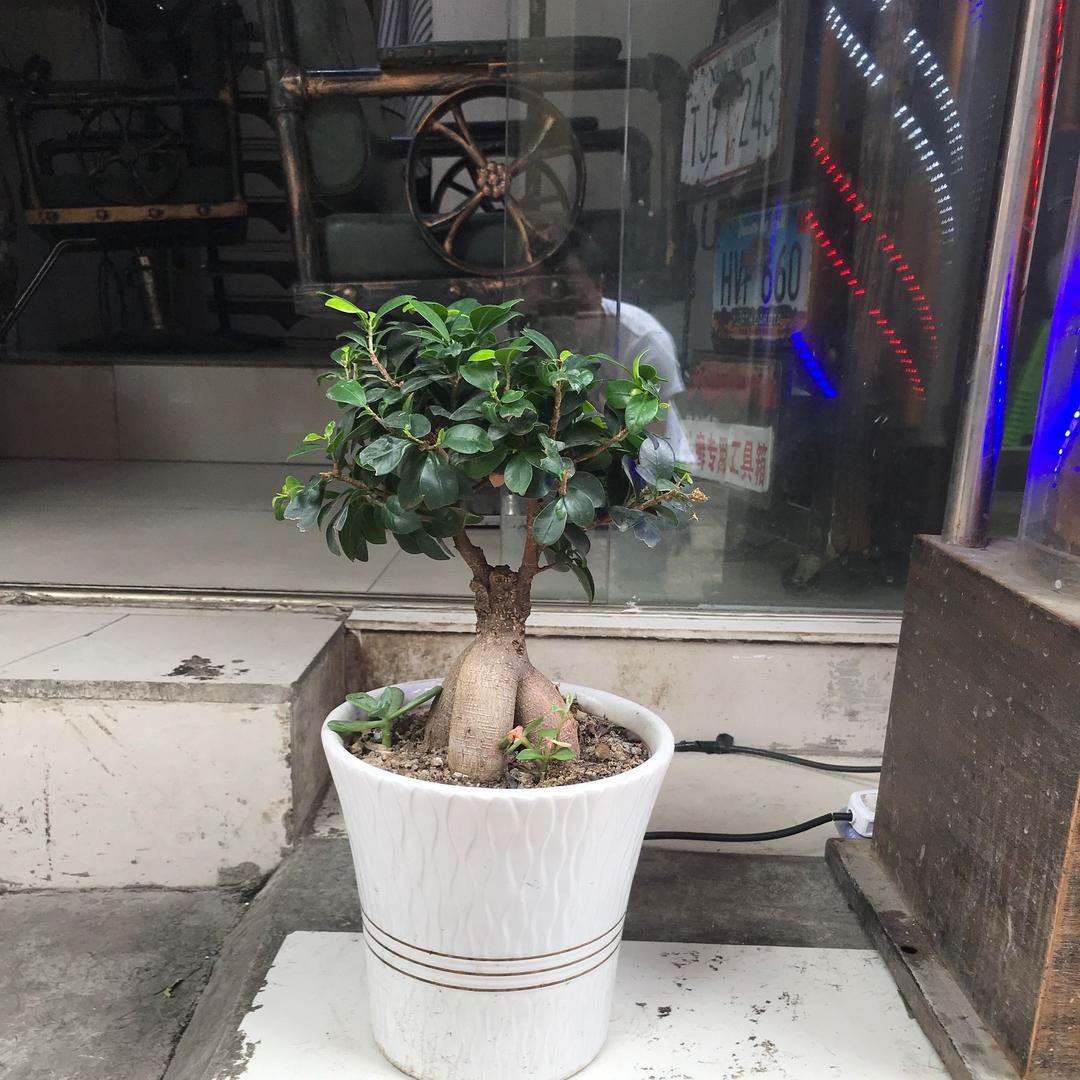 瑞成美发造型官方号