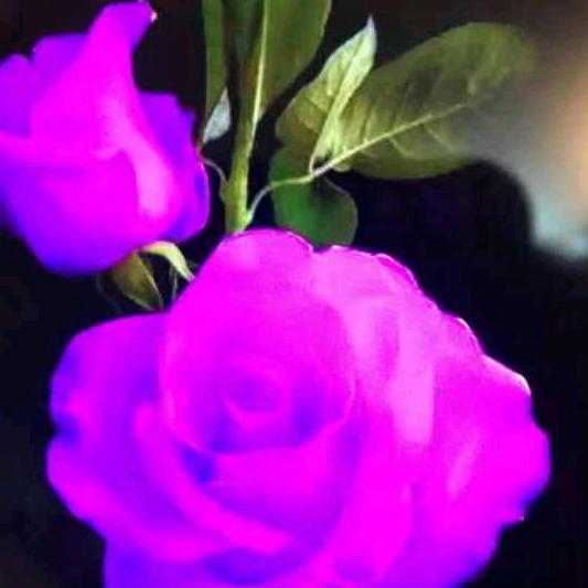 花姐姐