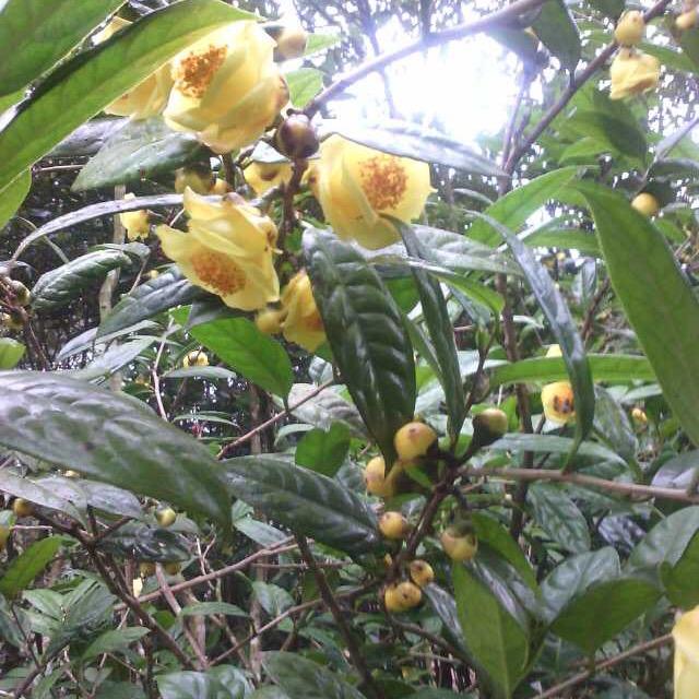 金花茶.峰哥特产