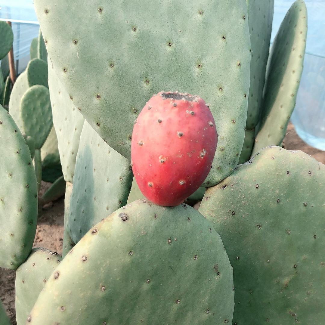 仙尚掌（米邦塔仙人掌基地）