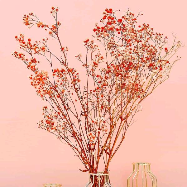 凡心所向，素履所往