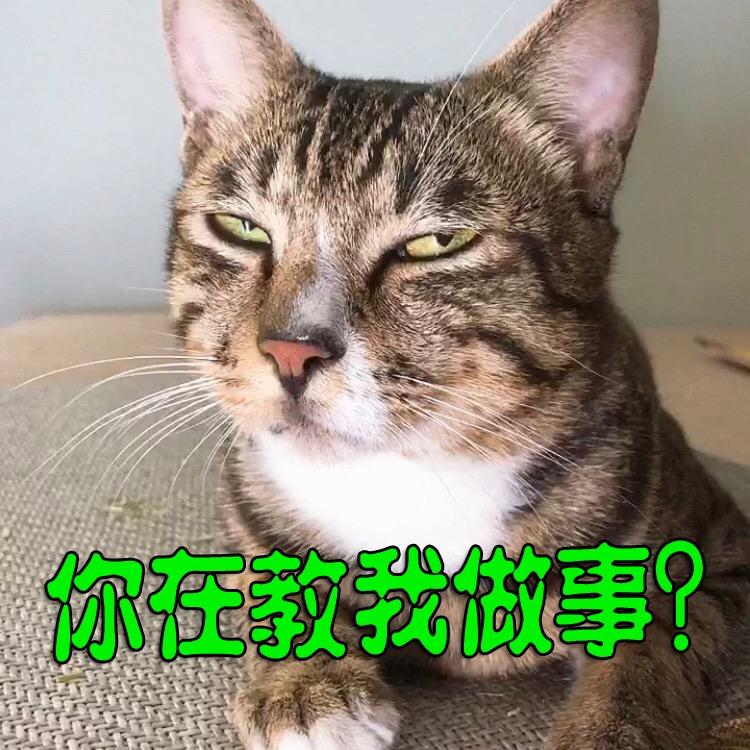 憨猫王大发（画画版）