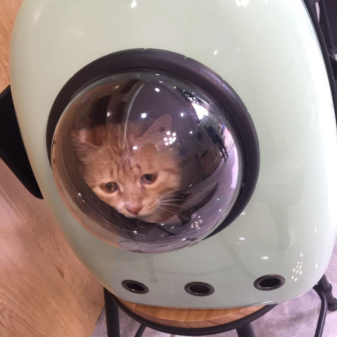 黄小贱是只猫