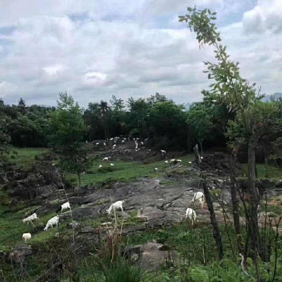 阿土生态农业