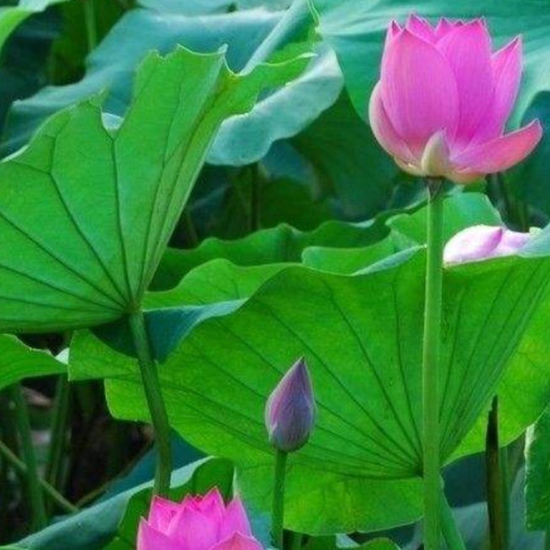 (zhong)霞光万道199