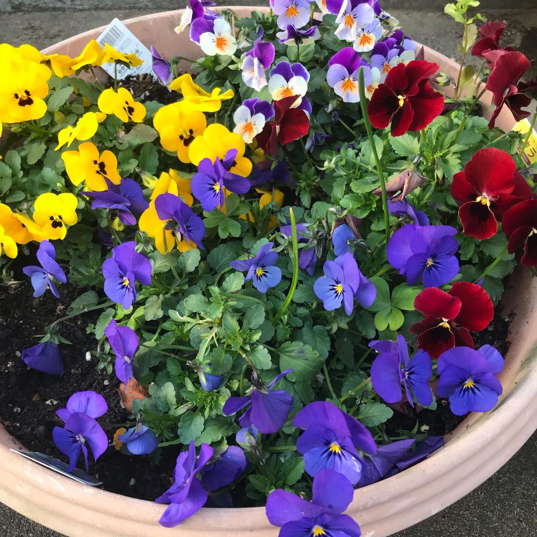 海霞在日本（特定技能农业）