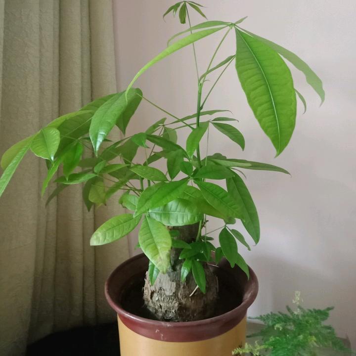 发财树