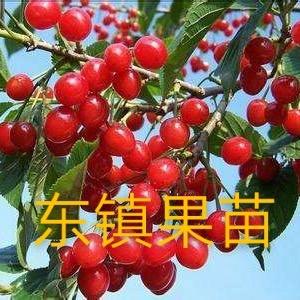 东镇果苗