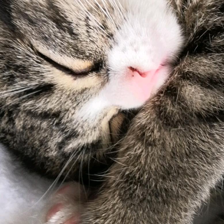 奎