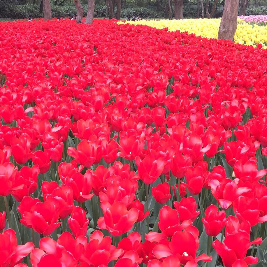 春暖花开