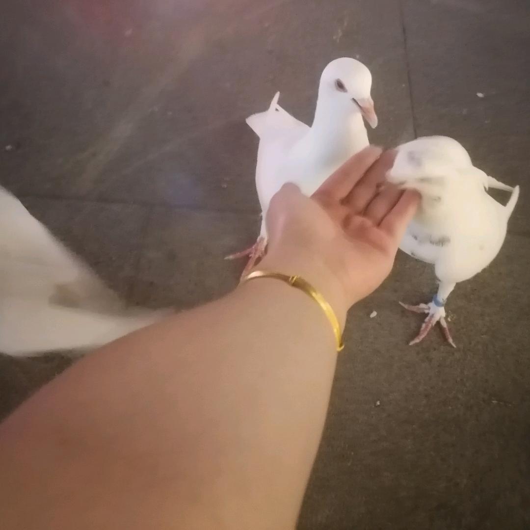 恋姐姐