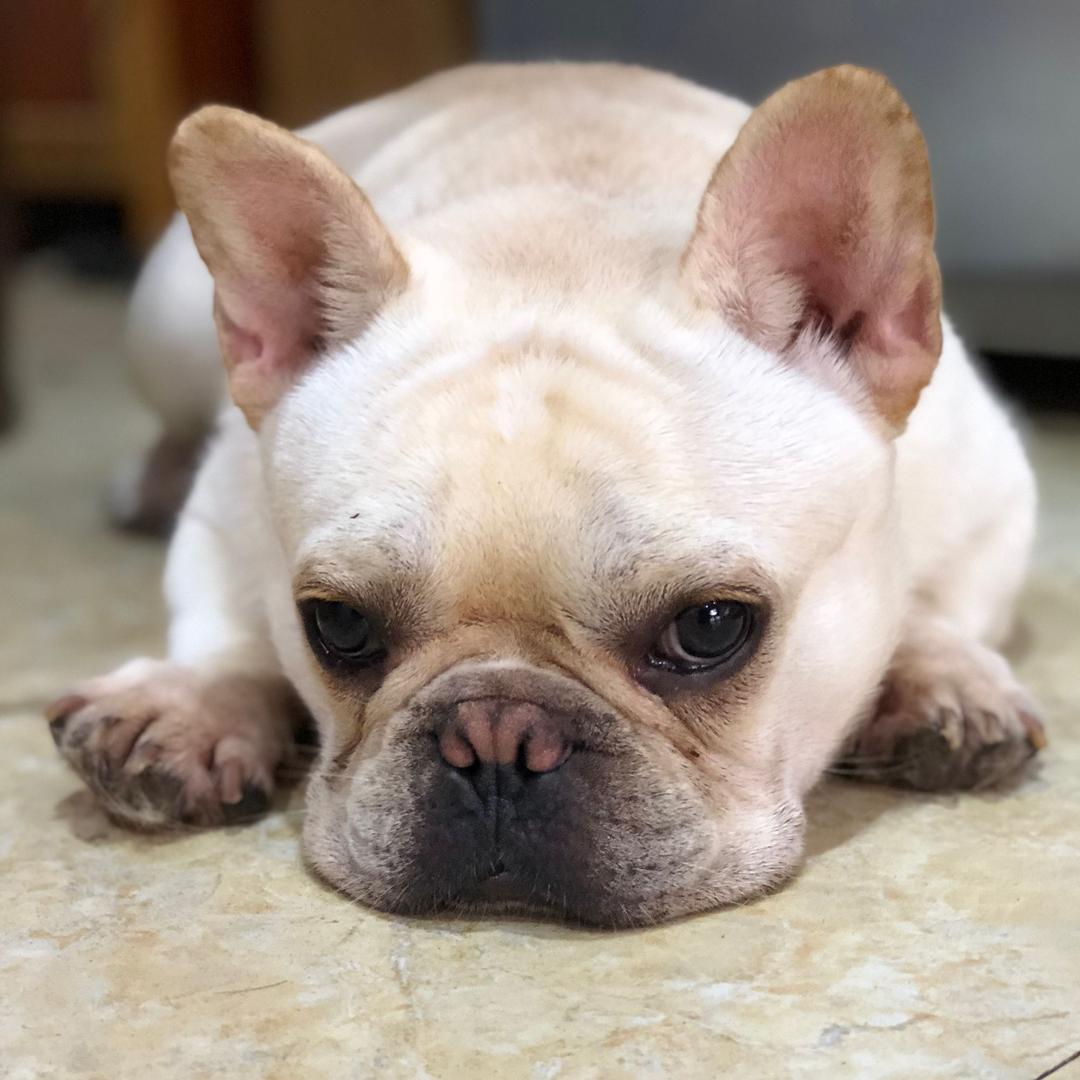 安宁犬道宠物生活馆