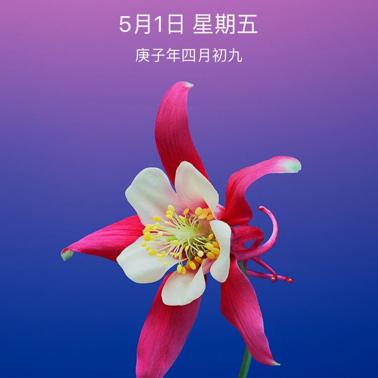 美丽的花