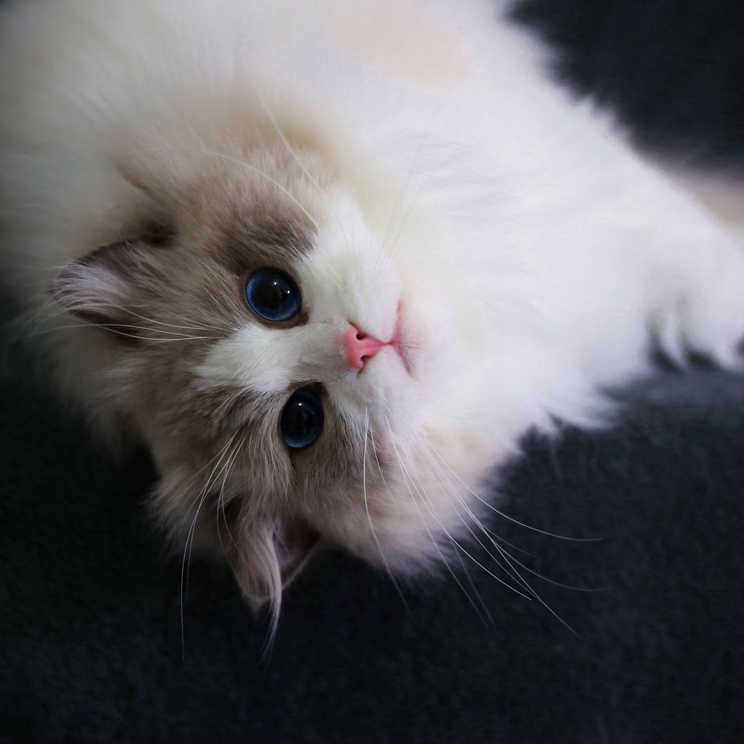 清茶ragdoll