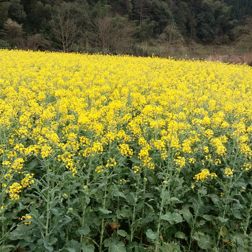 白云天下