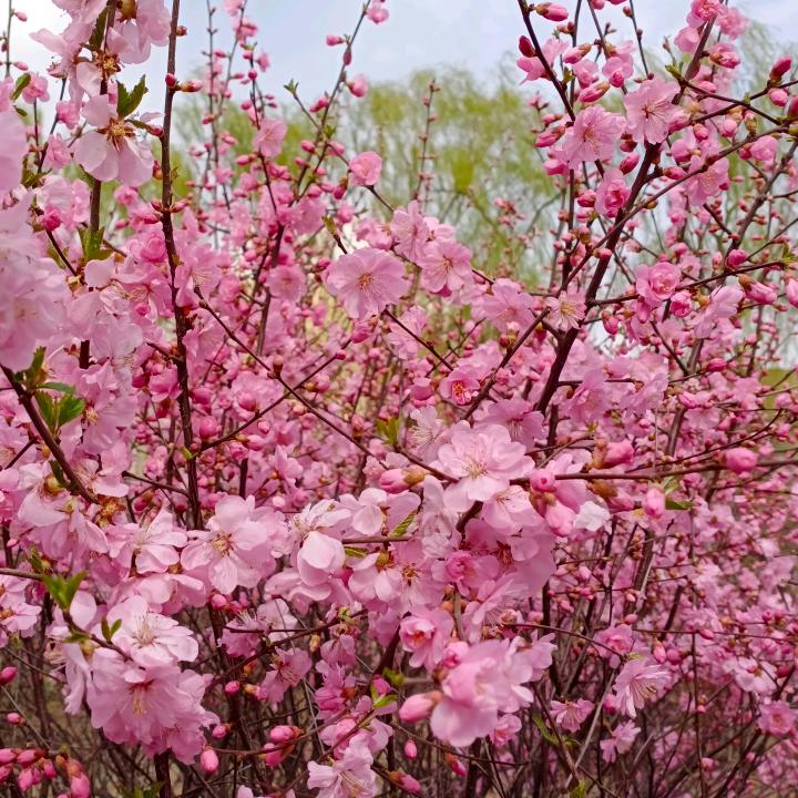 花开的时候