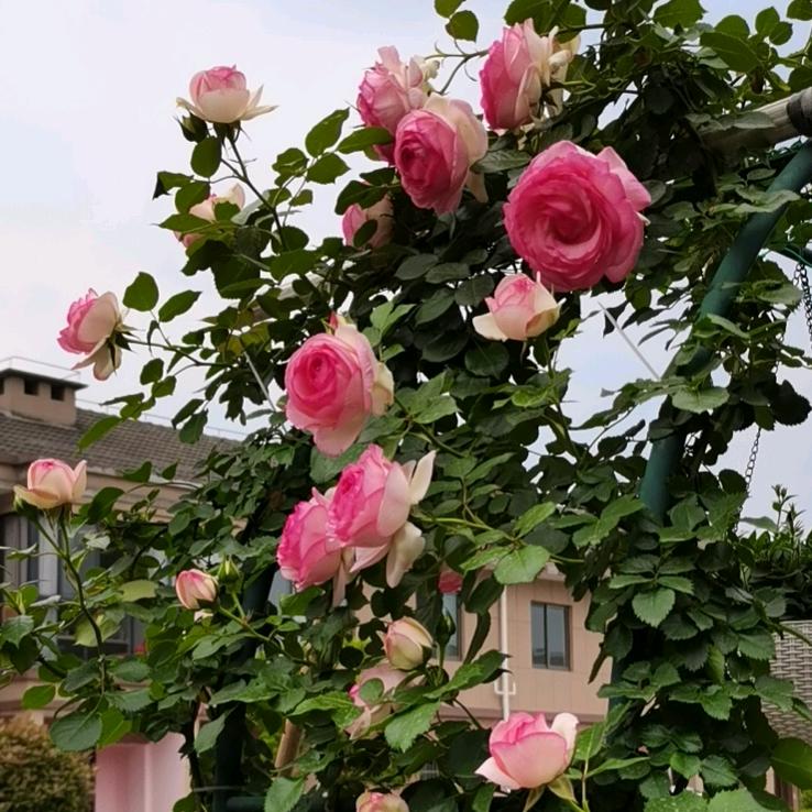 🌷丹丹🌷